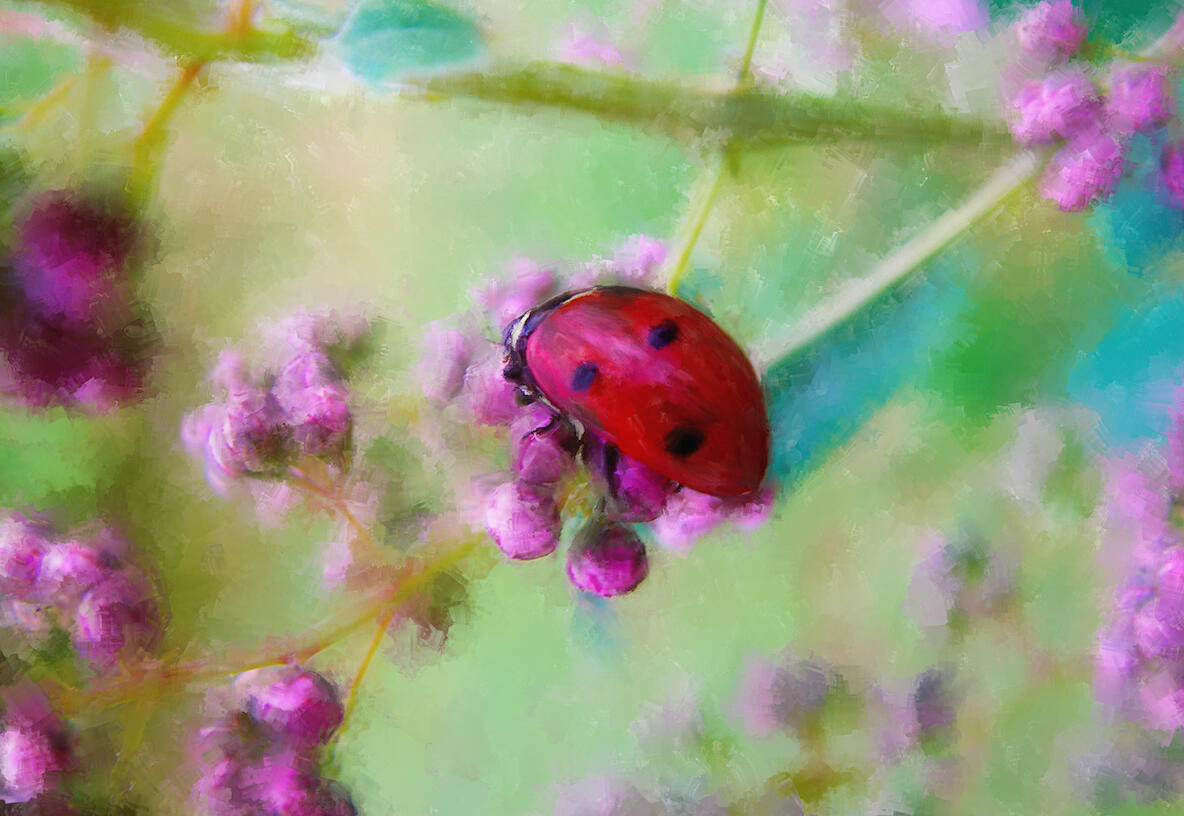 Ladybird